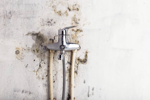 Best Fast Mold Removal  in Fort Madison, IA