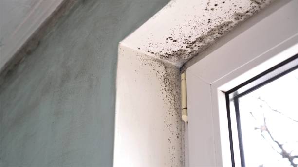 Best Mold Remediation Services  in Fort Madison, IA