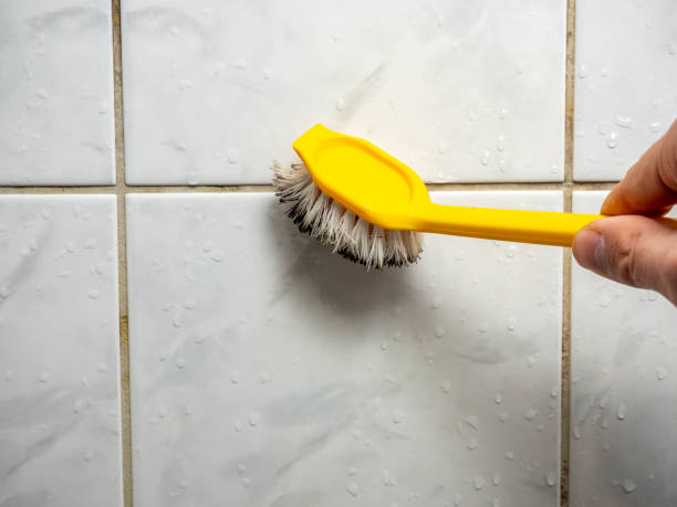 Fort Madison, IA Mold Removal Company