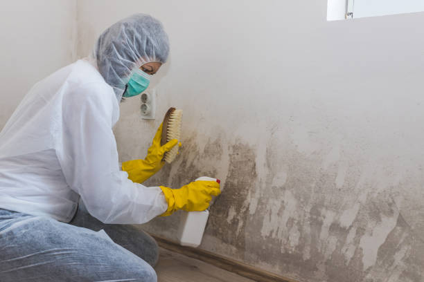 Best Emergency Mold Removal  in Fort Madison, IA