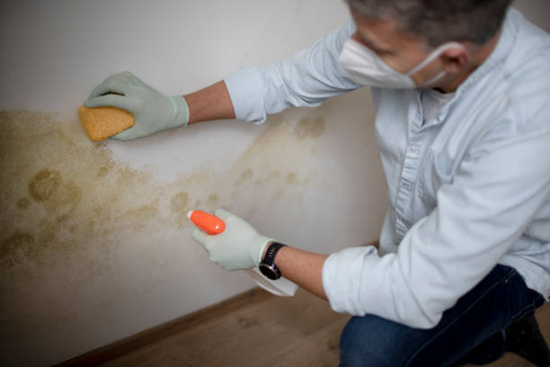Best Attic Mold Removal  in Fort Madison, IA