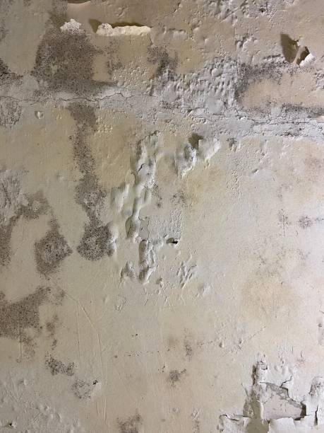 Best Office Mold Removal Services  in Fort Madison, IA