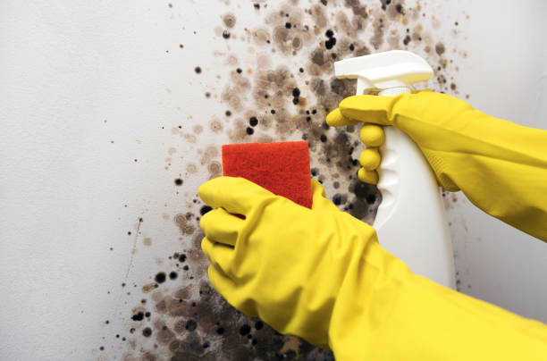 Best Mold Damage Repair  in Fort Madison, IA