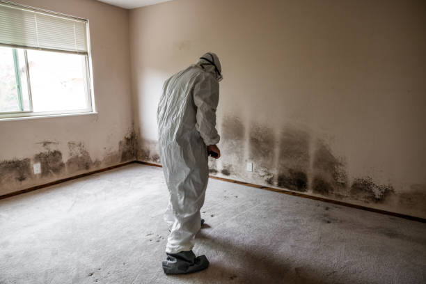 Best Mold Cleaning Services  in Fort Madison, IA