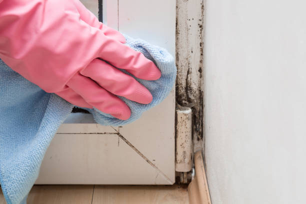Best Mold Damage Repair  in Fort Madison, IA