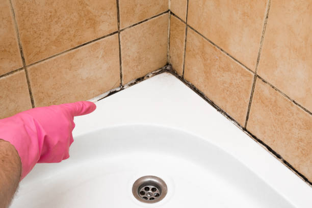 Best Commercial Mold Removal  in Fort Madison, IA